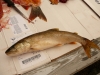 20120913-fish-tasting-179